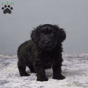 Ricky, Havapoo Puppy